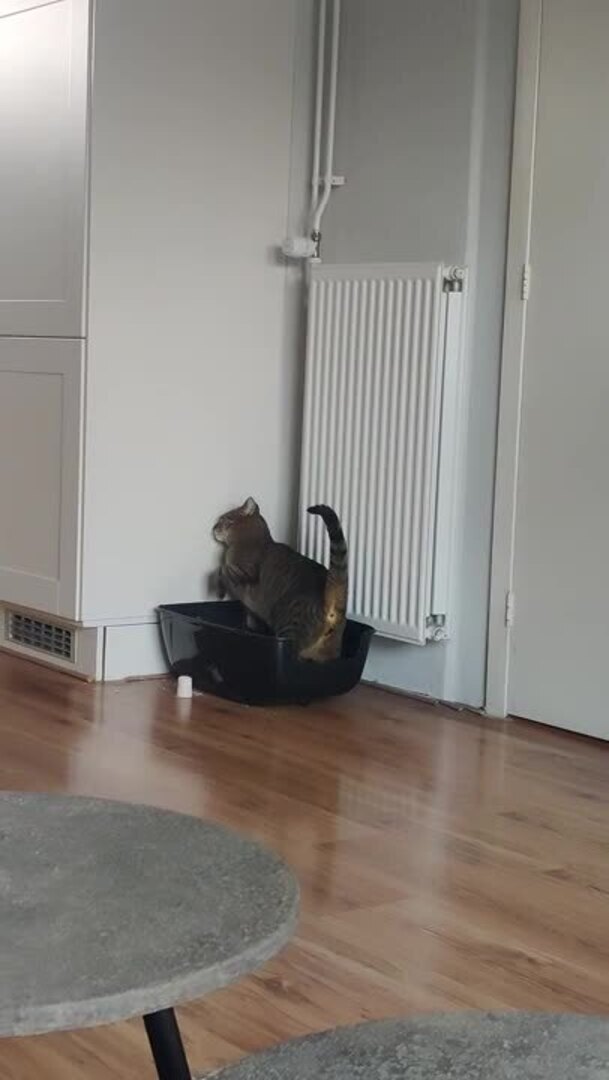 Cat Scratches on Wall Jukin Licensing