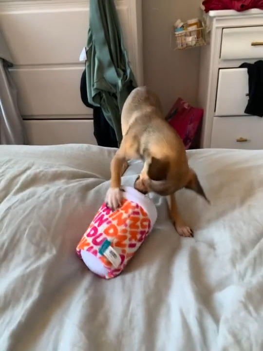 Dog Falls Off Bed While Playing With Toy Jukin Licensing