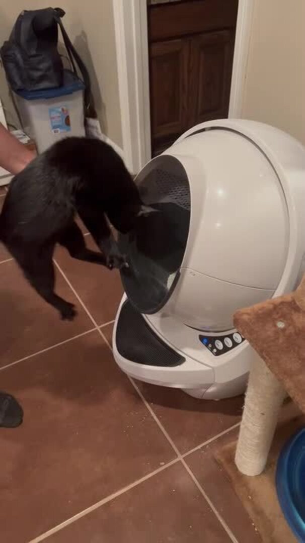 Cat Gets Scared of New Litter Box and Jumps Out of it Backwards Jukin