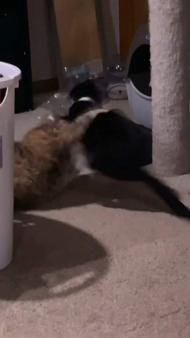 Cats Attack Each Other Playfully Jukin Licensing