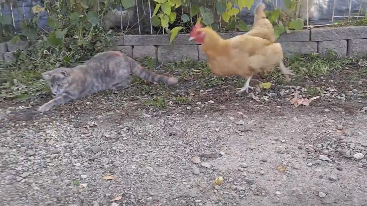 Chicken Swoops in Out of Nowhere to Steal Mouse From Cat Jukin Licensing
