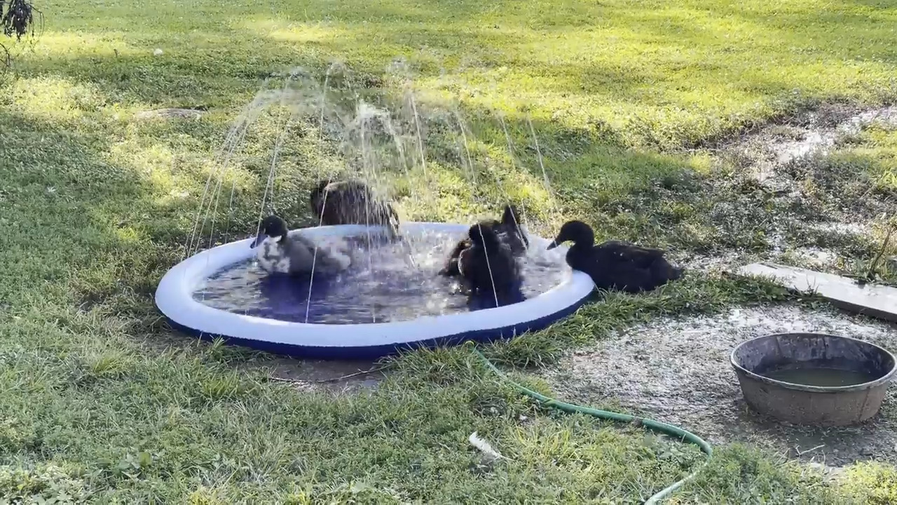 Ducks Enjoy Splashing Water and Getting Soaked in New Splash Pad