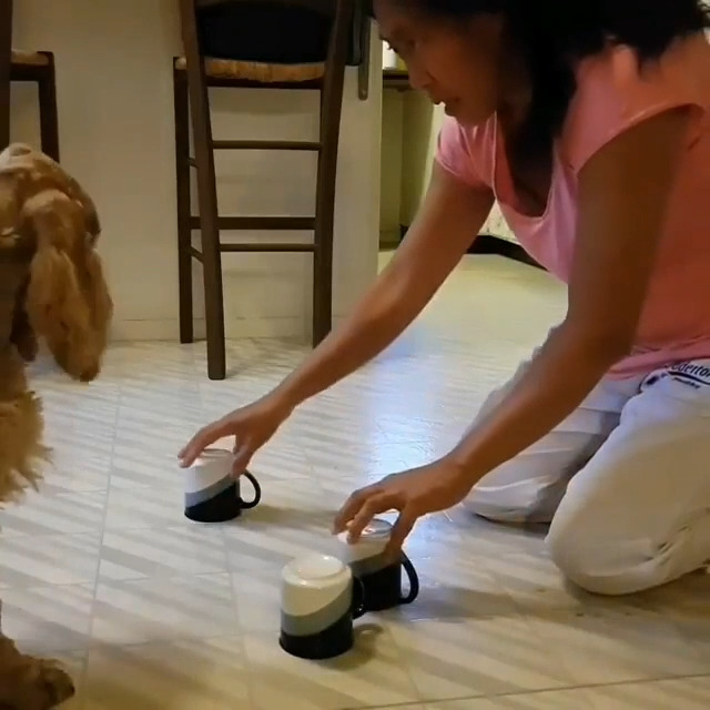 Smart Dog Picks Right Cup While Owner Hides His Treat During Cup