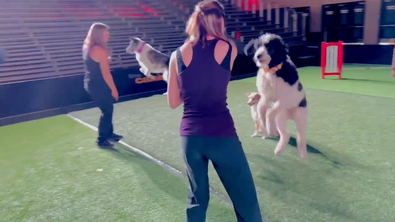 Dogs Jump Rope in Sync Jukin Licensing