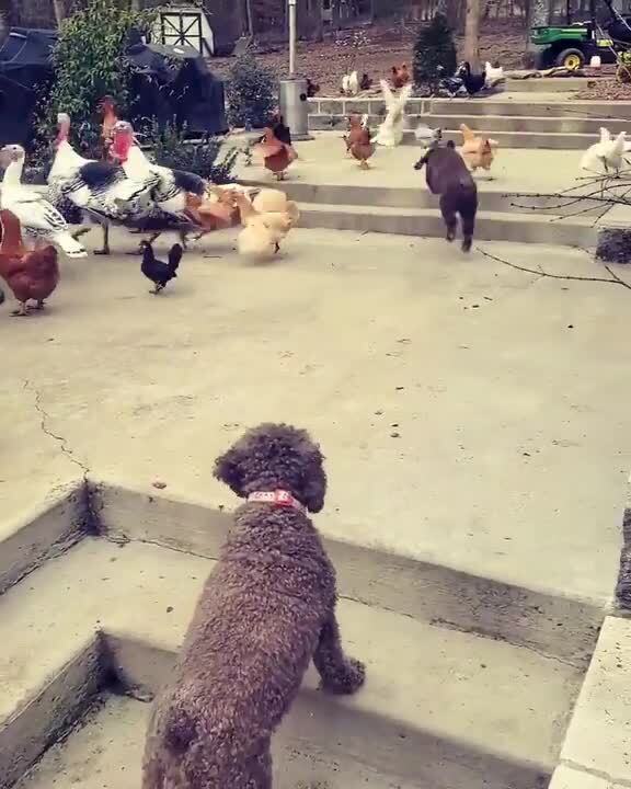 Dog Chases After Chickens Jukin Licensing
