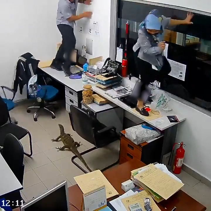 Giant Lizard Enters Office Room and Scares People Jukin Licensing