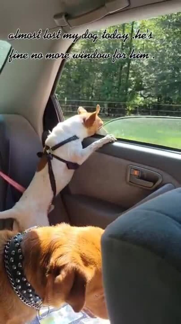 Dog Jumps Out of Car Window Jukin Licensing
