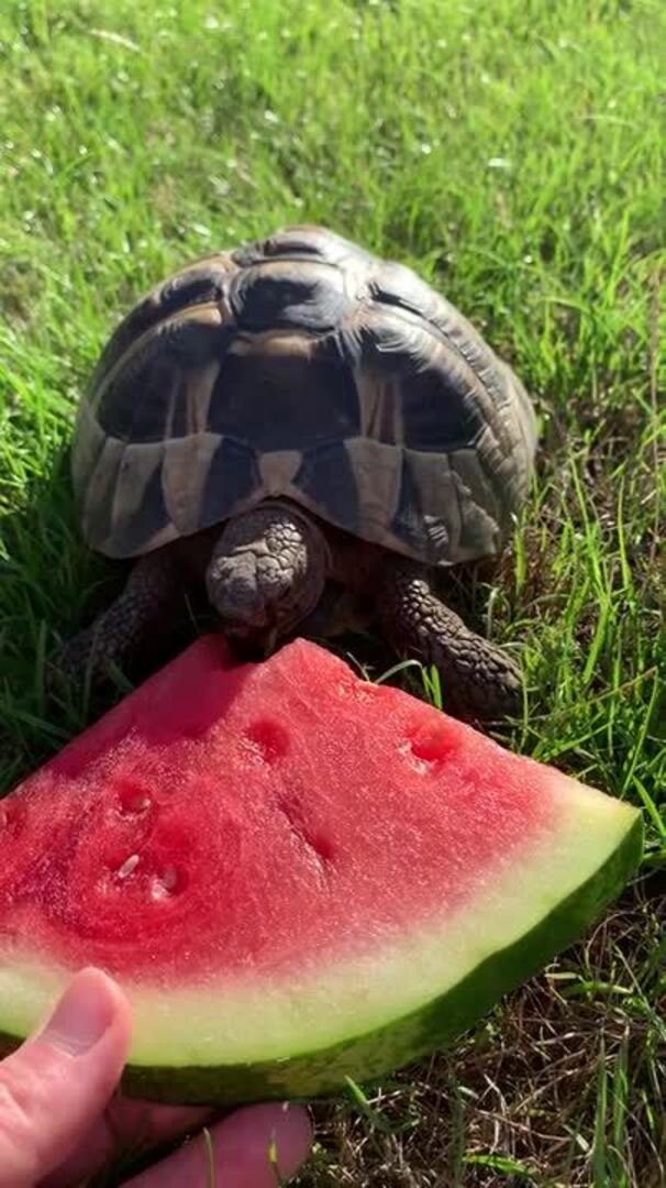 Tortoise Snacks on Watermelon Jukin Licensing