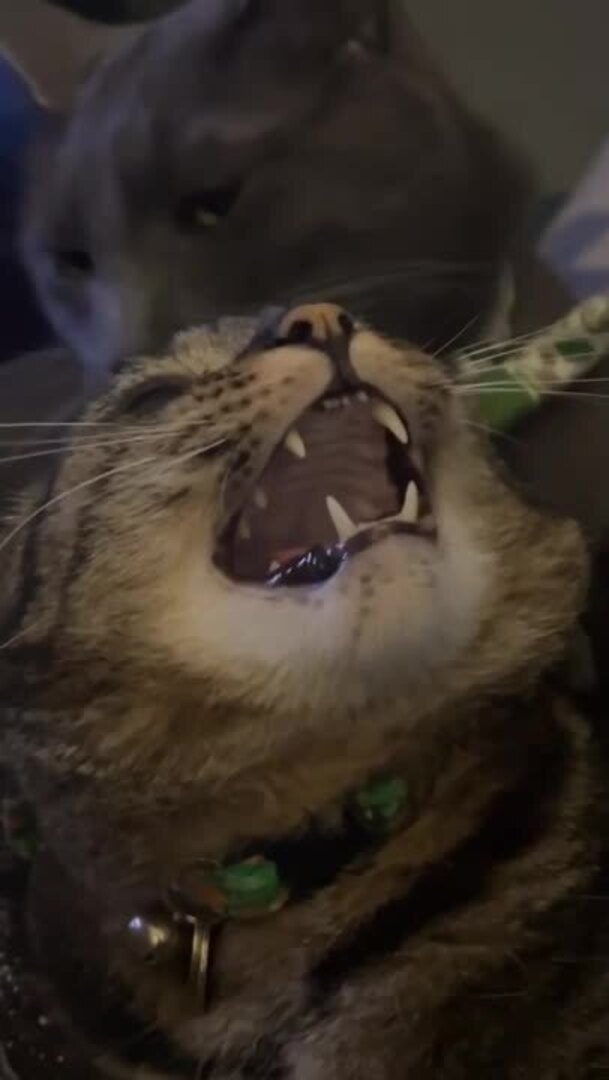 cat-gets-annoyed-at-brother-for-constantly-grooming-him-jukin-licensing