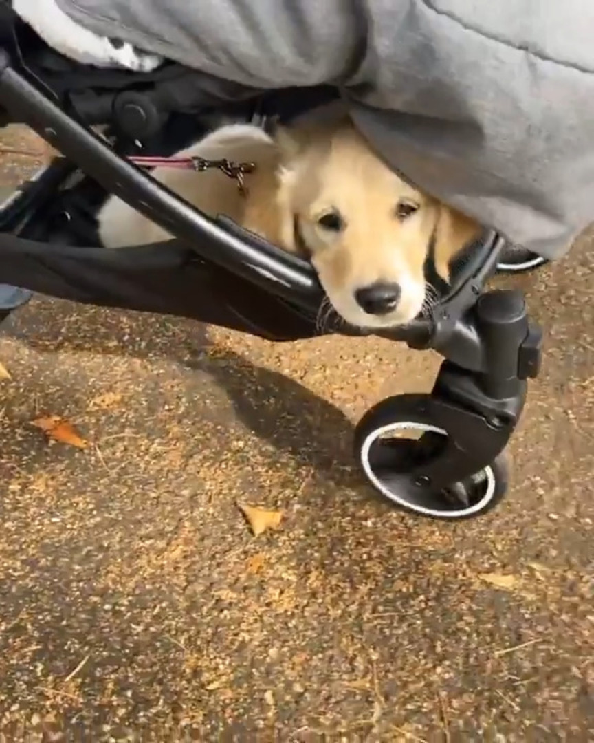 Golden Retriever Puppy Hops Into Stroller Jukin Licensing