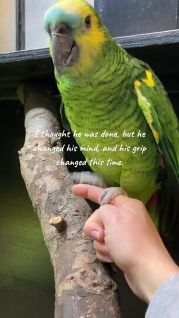 Parrot Learns to Trust Rescuer and Let Her Hold Him Jukin Licensing