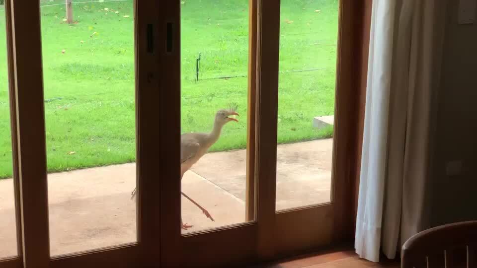 Bird Jumps Up and Pecks at Glass Door Jukin Licensing