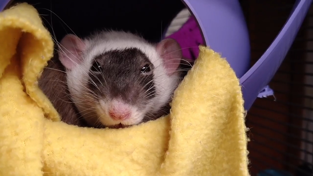 Person Pets Sleepy Rats and Scratches Their Neck Jukin Licensing