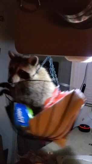 Rescued Raccoon Enjoys Swinging on Hanging Basket | Jukin Licensing