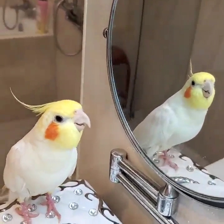 Cockatoo Bird Sings Along With Their Reflection in Mirror Jukin Licensing