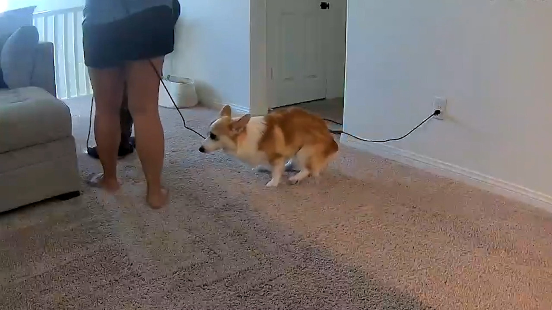 Poops on Carpet While Owner Cleans it With Vacuum Cleaner Jukin Licensing