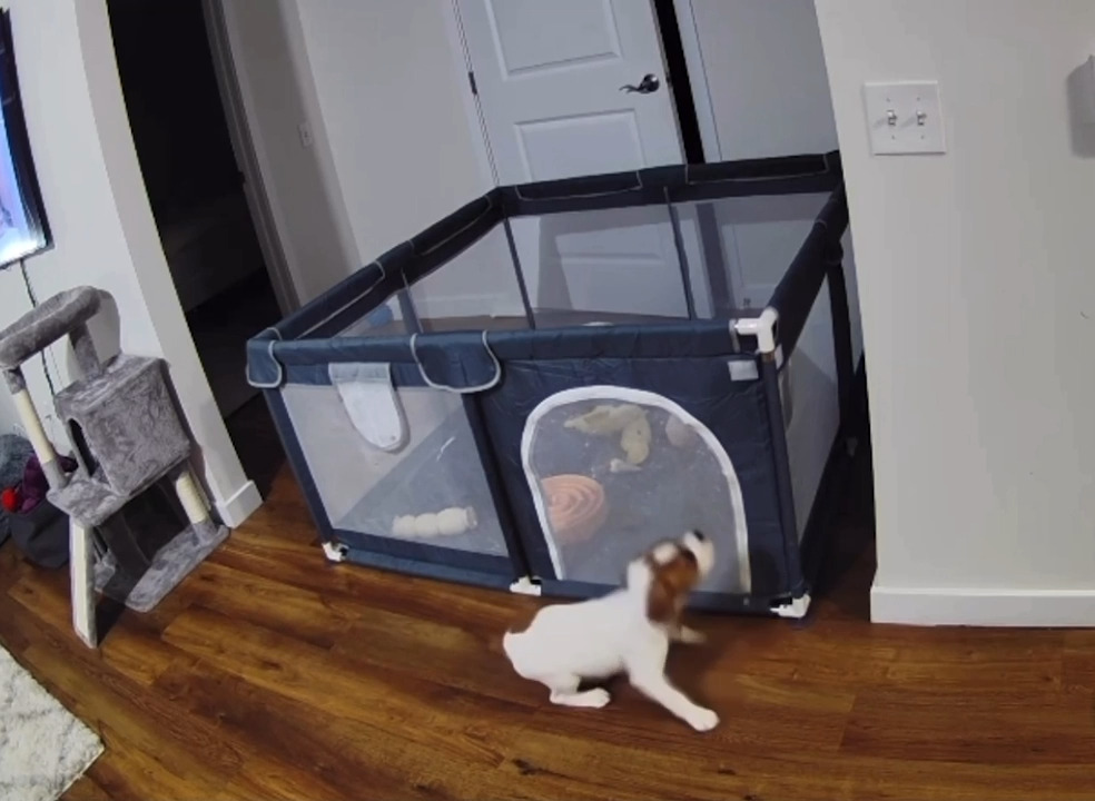 Kitten Shoves Dog's Face out of Cat Flap Jukin Licensing