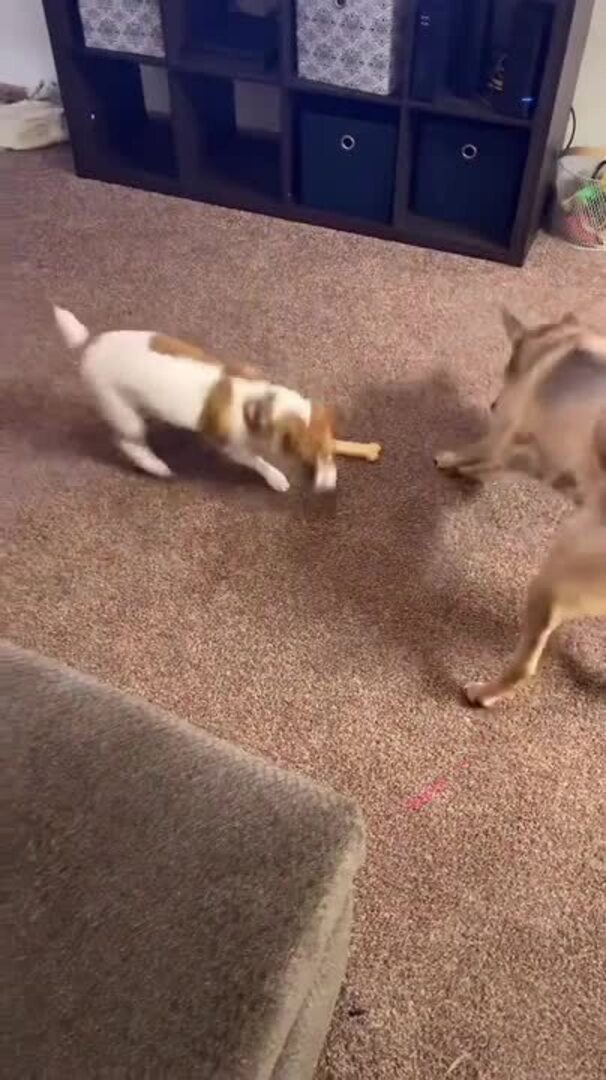 Dog Runs in Circles Chasing Laser On Floor Jukin Licensing