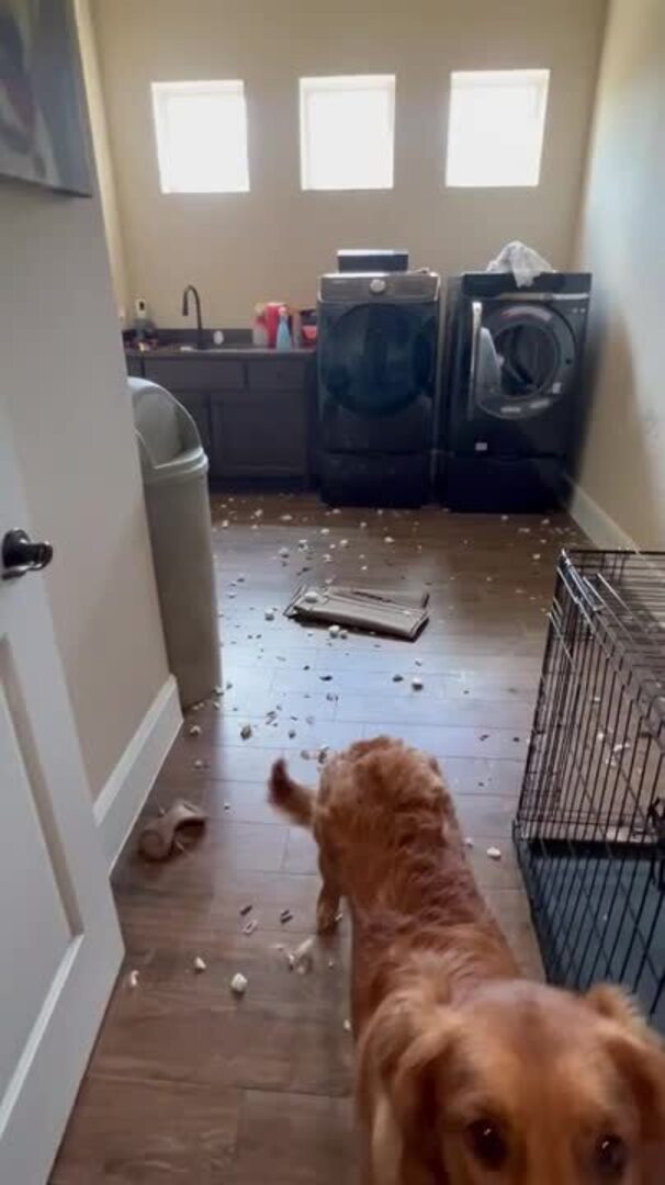 Dog Escapes Kennel to Bite off Pieces of Wall and Lock Sibling in Their