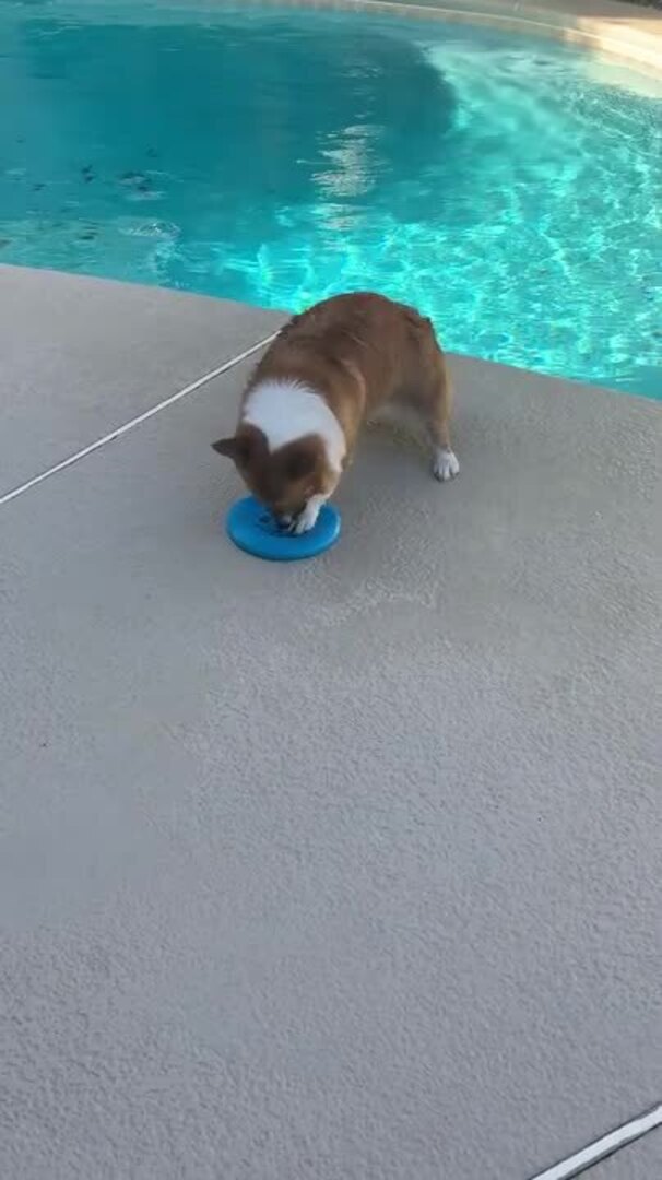 Corgi Falls Into Pool While Trying to Pick up Frisbee | Jukin Licensing