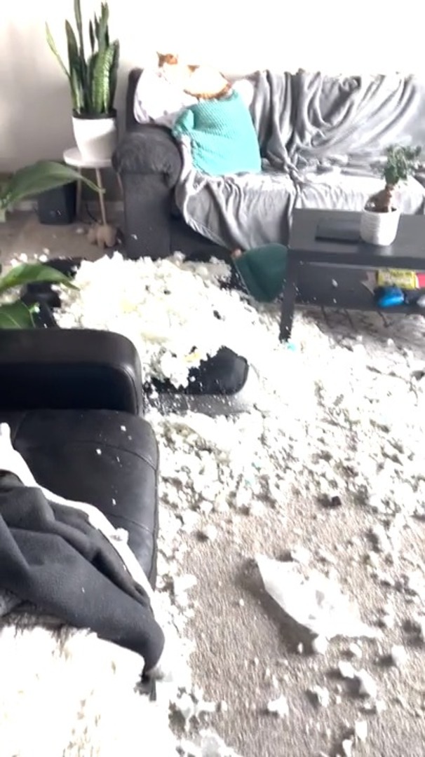 Dogs Destroy Bed When Left Alone Jukin Licensing