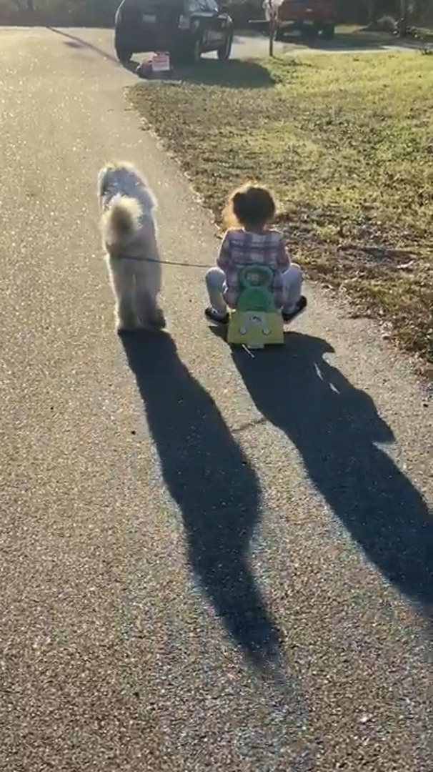Little Girl Falls Off Her Car After Dog Pulls it to Grass Jukin Licensing