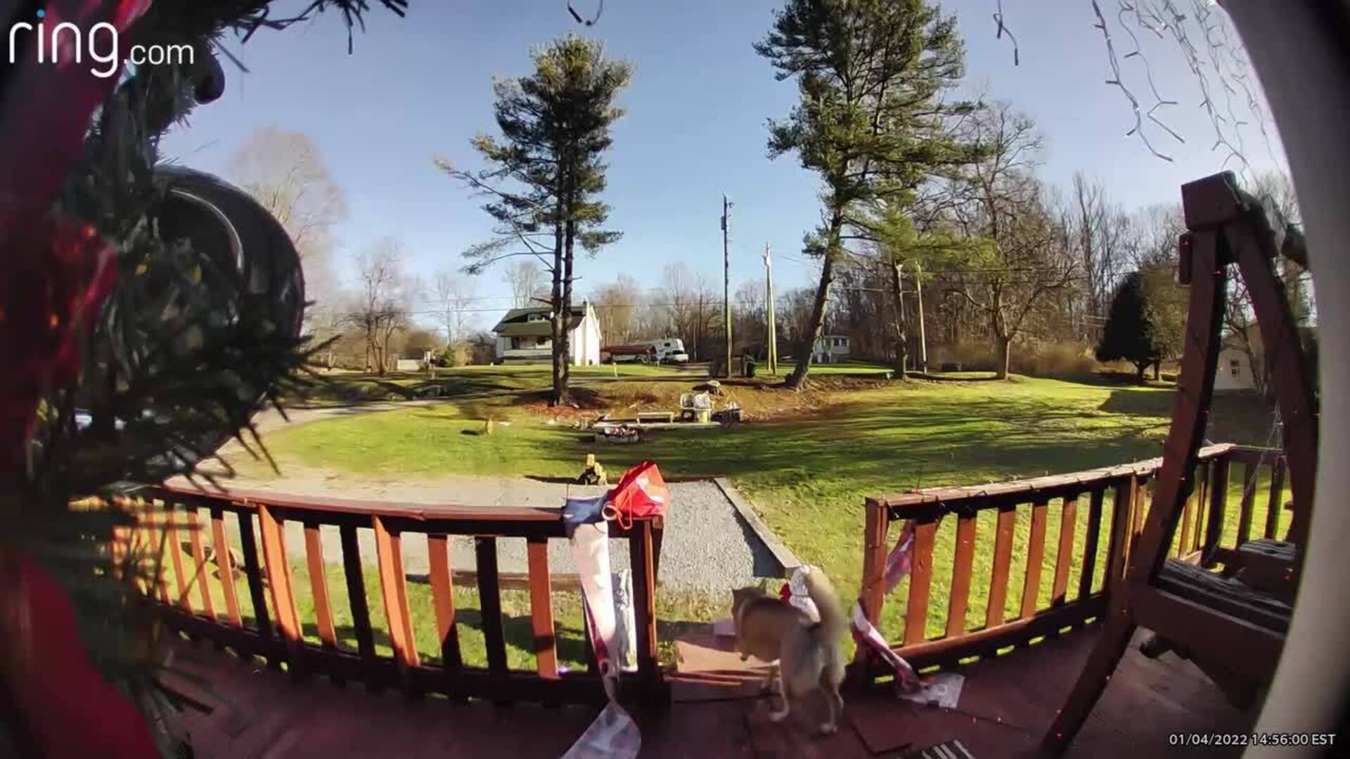Dog Gets Caught While Stealing Package From Neighbor's Doorstep Jukin