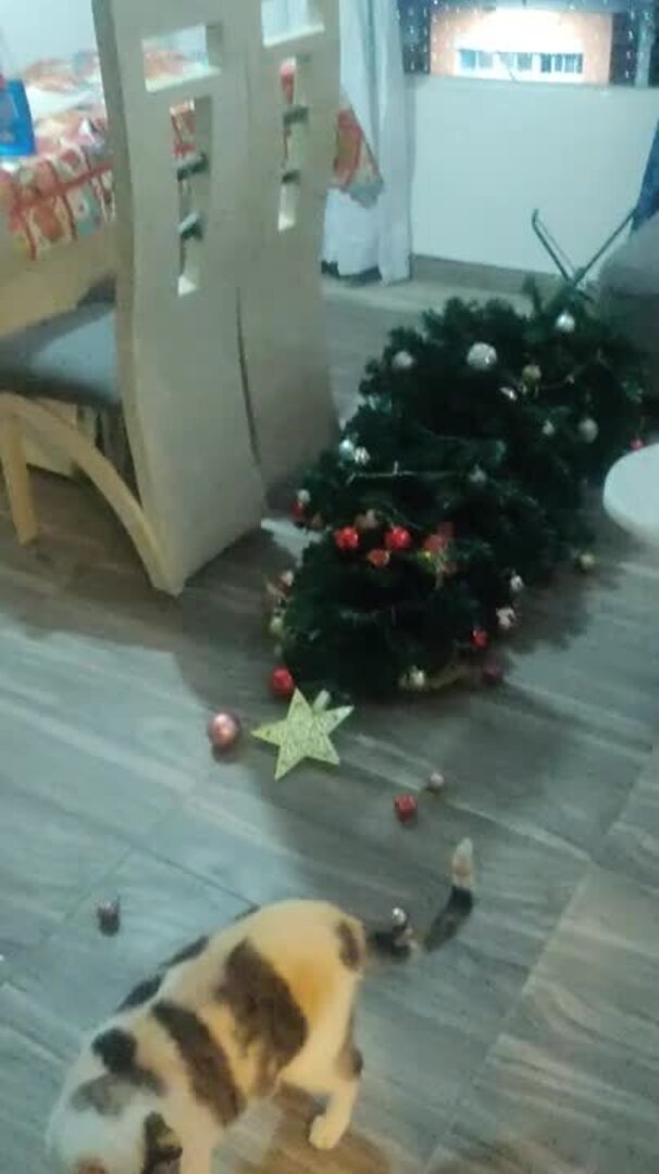 Cats Knock Down Christmas Tree and Play With Ornaments Jukin Licensing