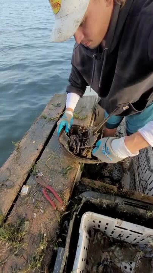 Fisherman Rescue Horseshoe Crab Tangled in Fishing Line Jukin Licensing