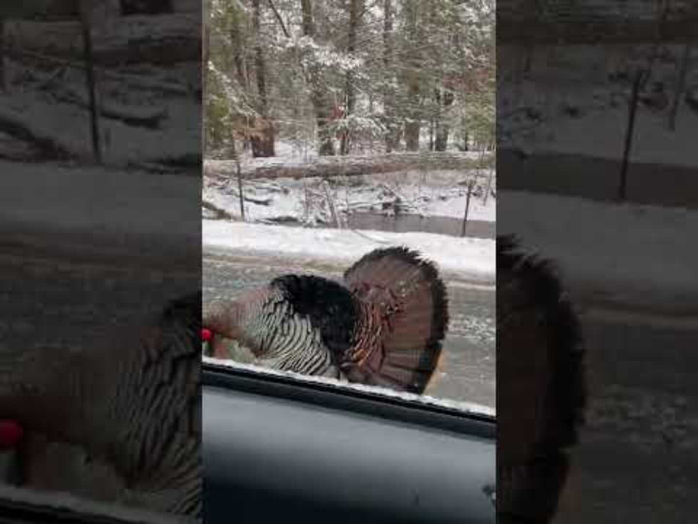 Turkey Attacks Car Jukin Licensing