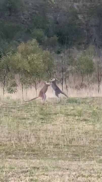 Two Kangaroos Fight Aggressively in Backyard | Jukin Licensing