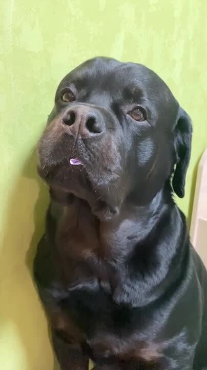 Rottweiler Hides Candy in Their Mouth | Jukin Licensing