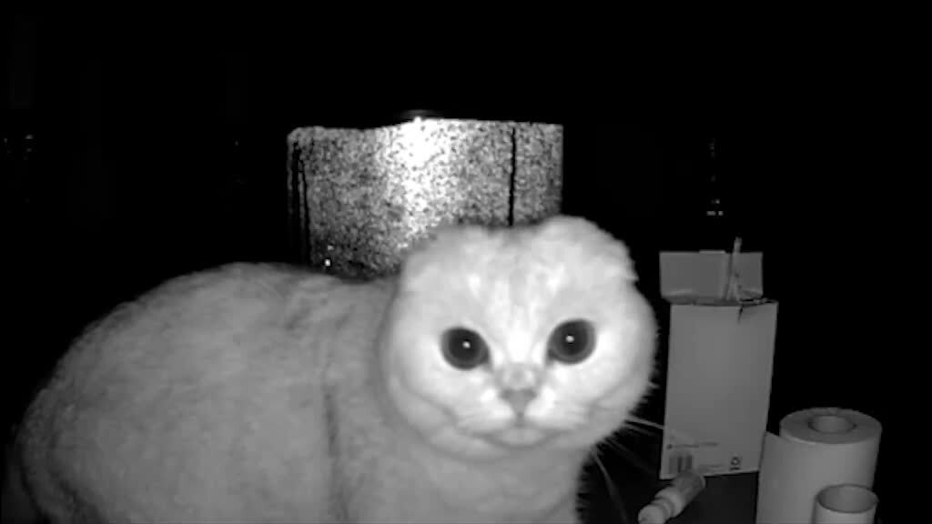 Confused Cat Hilariously Stares at Newly Installed Pet Camera | Jukin