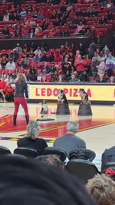 Dogs Perform Skipping Ropes Act During Halftime Show | Jukin Licensing