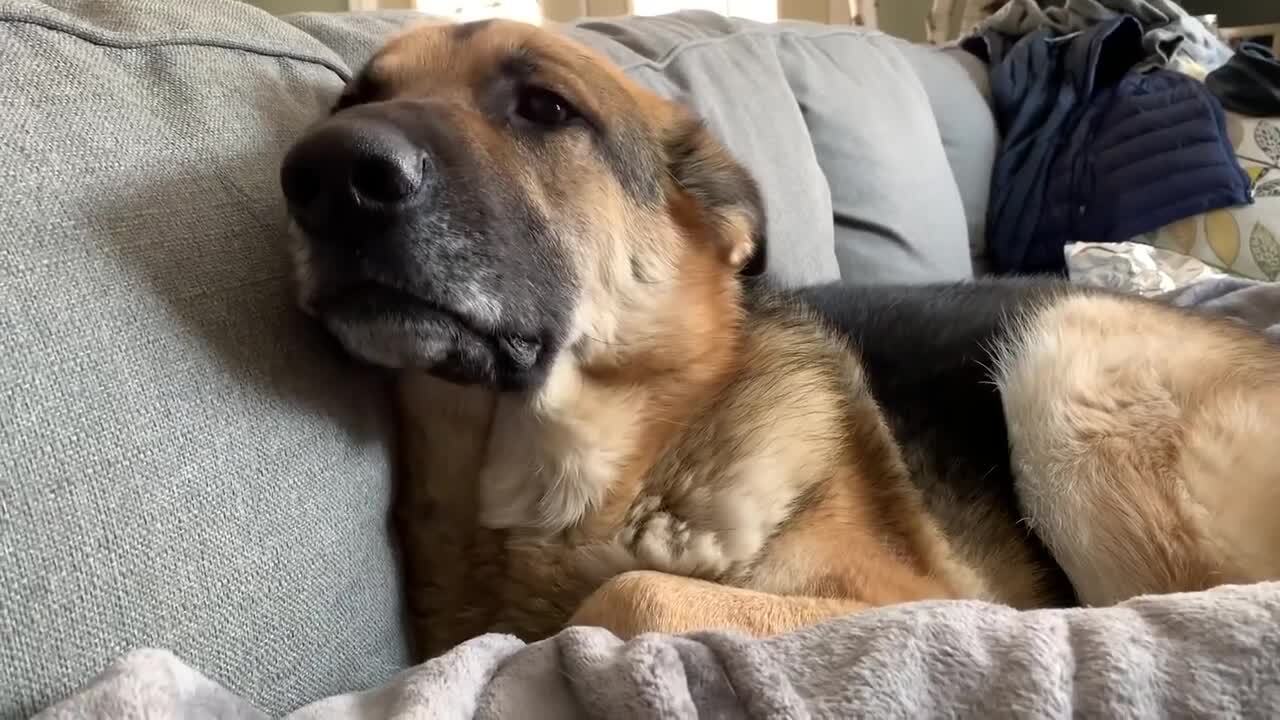 Cat Sits Amidst Two Grumpy German Shepherds While They Growl at Each ...