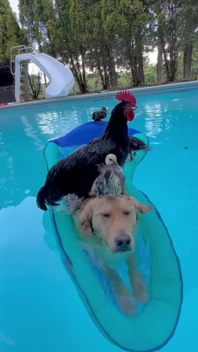 Golden Retriever Floats With Birds Inside Swimming Pool | Jukin Licensing