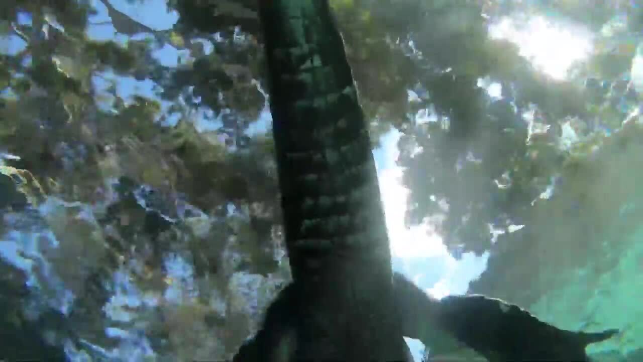 Swimming Underneath Alligator in Everglades Jukin Licensing