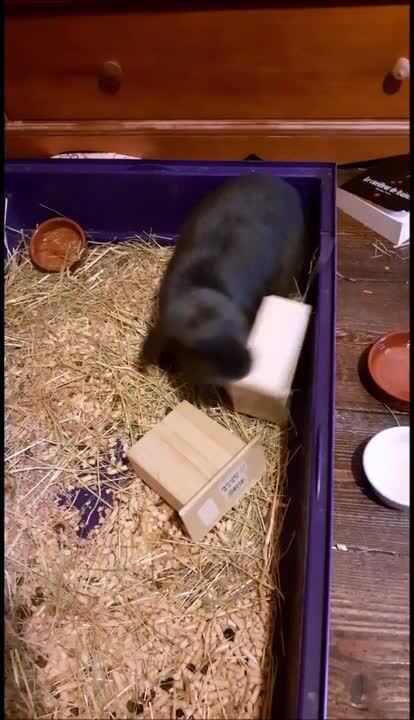 Black Rabbit Fights With Wooden Boxes And Throws Them Out of Their ...