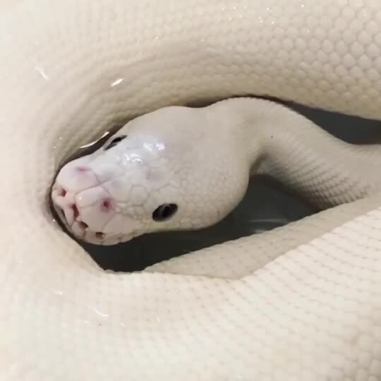 White Ball Python Makes Bubble in Water Through Nostrils | Jukin Licensing