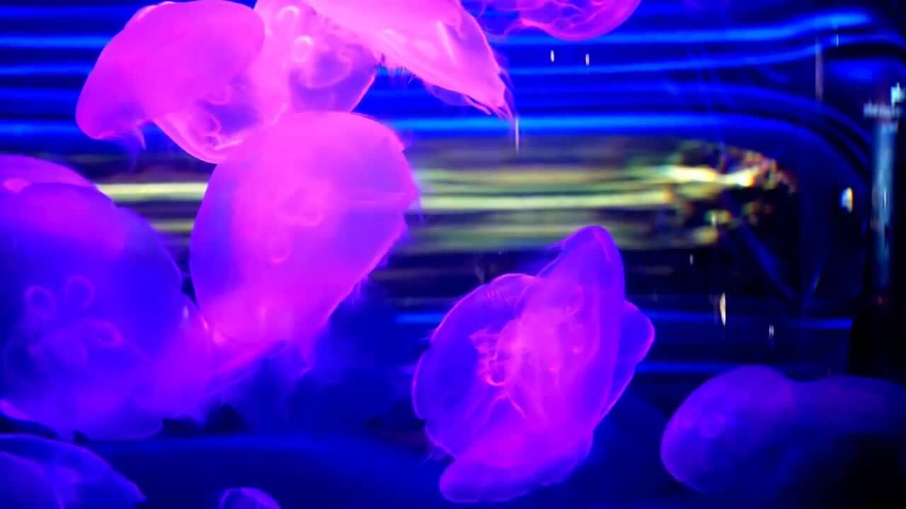 Jellyfish Change Colors with Neon Lights | Jukin Licensing