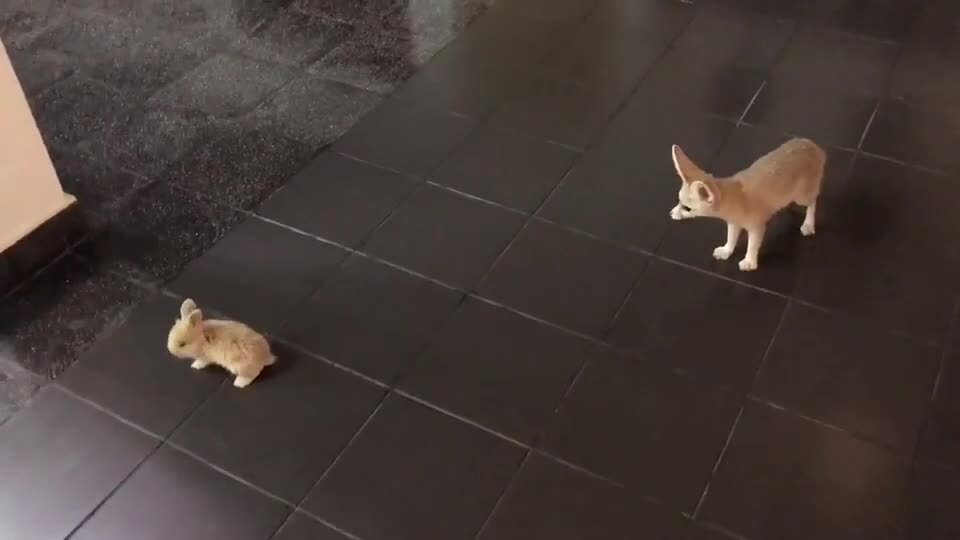 Pet Fox Scared by Small Bunny | Jukin Licensing