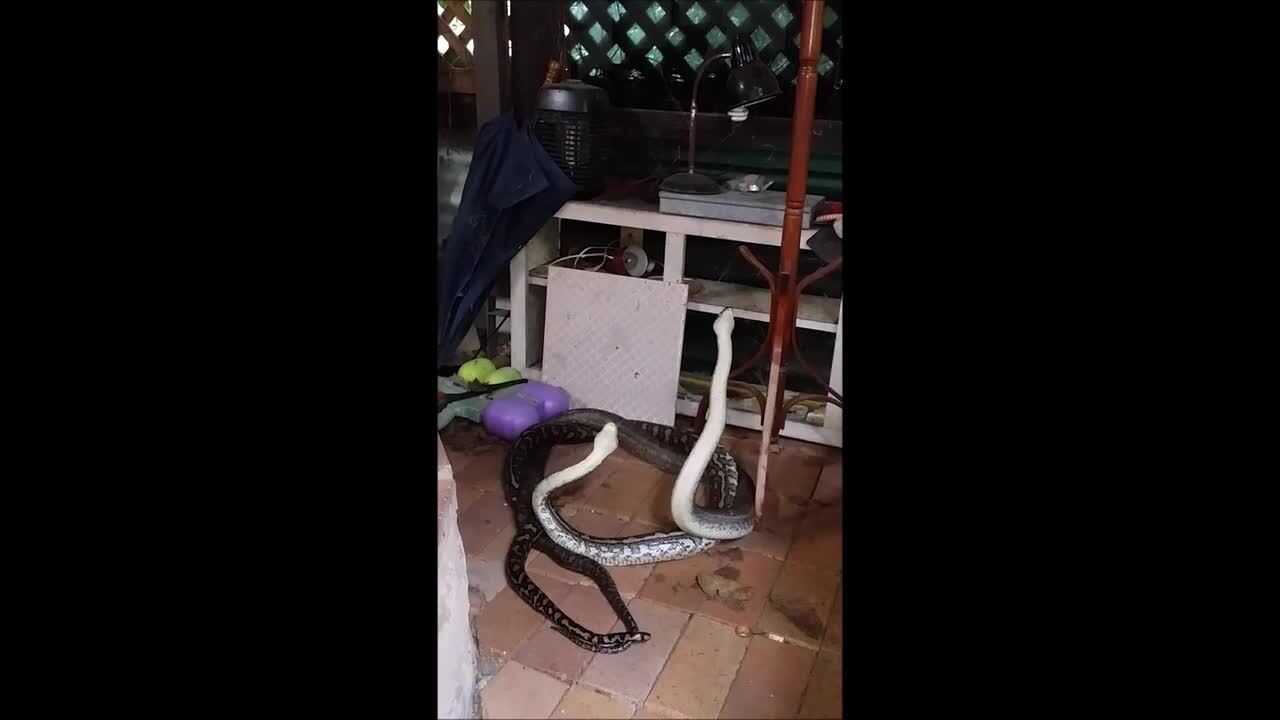 Snake Fight Jukin Licensing