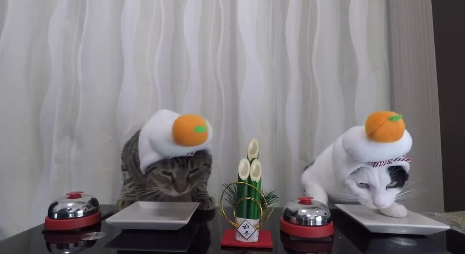 Two Cats Wearing Mandarin Cake Hats Ring Bells for Treats Jukin Licensing