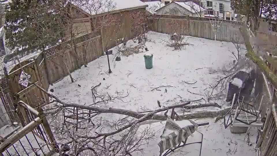Dog Narrowly Escapes Falling Tree During Winter Storm Jukin Licensing(00)