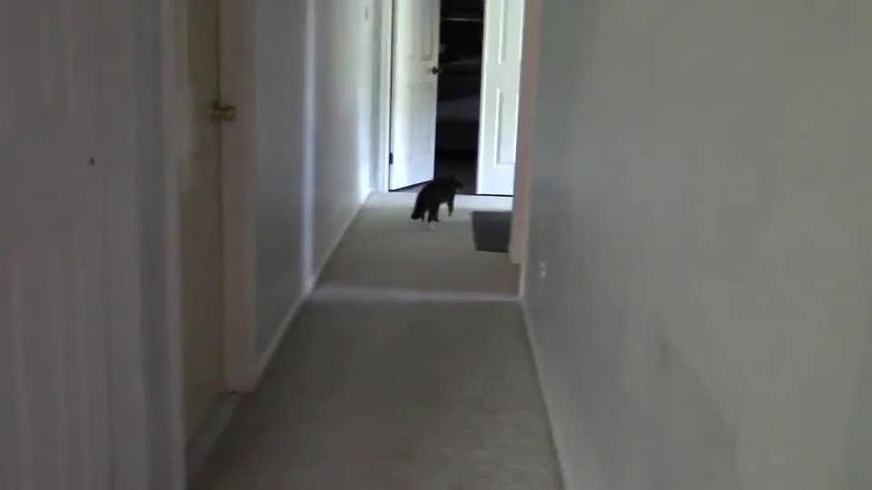 Man in Cat Mask Scares Cats Jukin Licensing