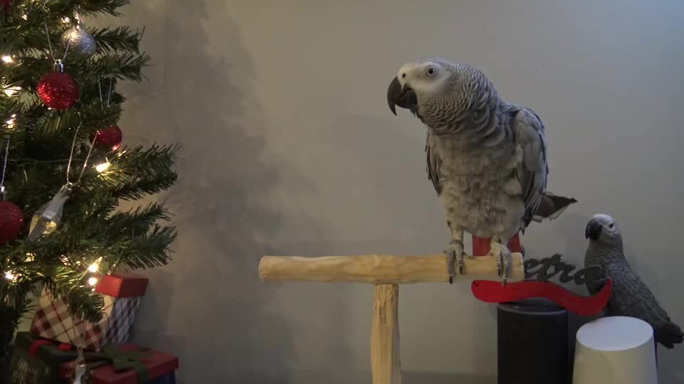Smart Parrot Commands Voice Assistant Device to Switch on Christmas ...