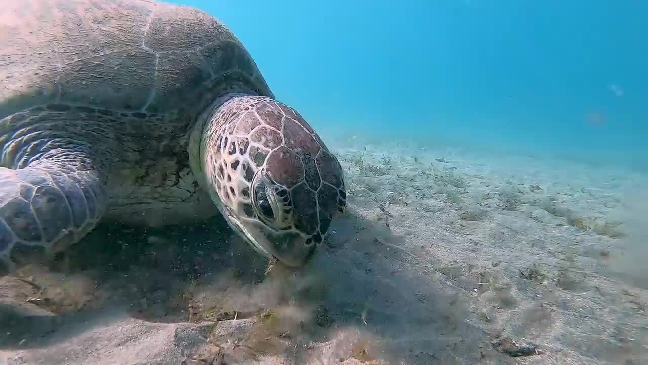 Remora Fish Hitches Ride on Lovely Turtle | Jukin Licensing
