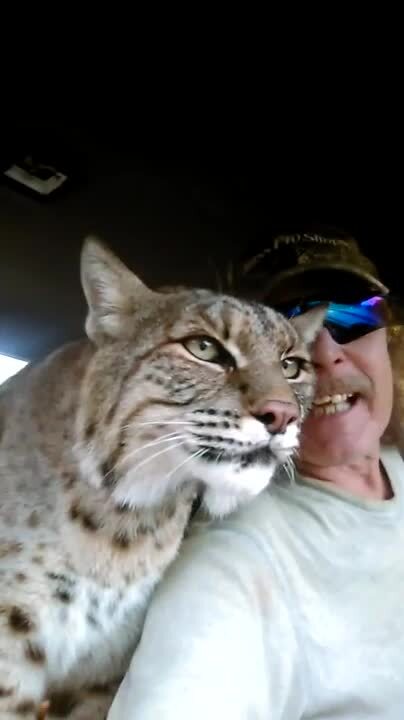 Bobcat Riding Buddy | Jukin Licensing