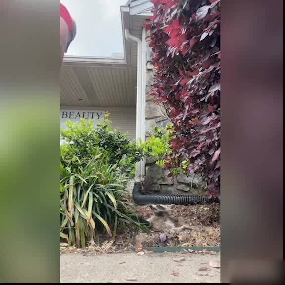 Group of People Rescue Raccoon Stuck Underground | Jukin Licensing