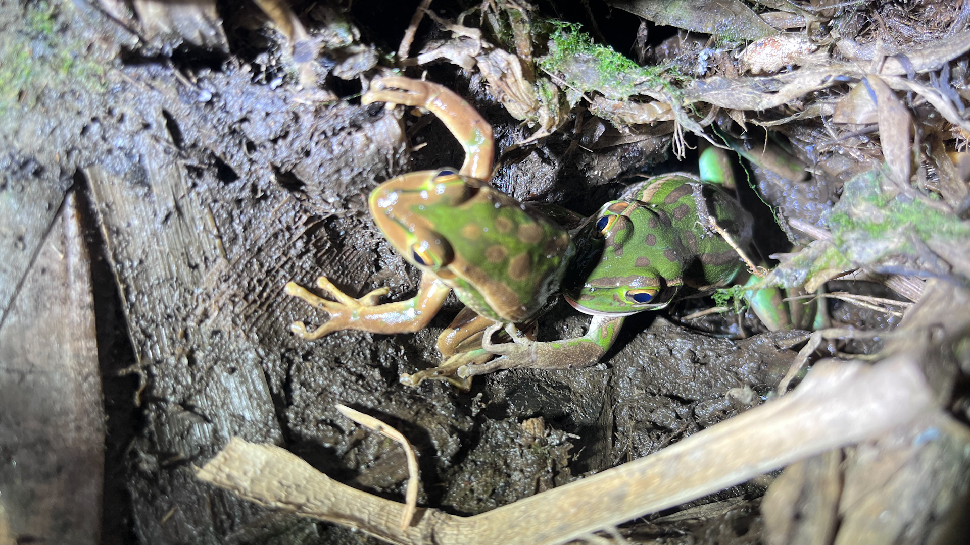 Female Green and Golden Bell Frog Attempts to Eat Male Frog During ...